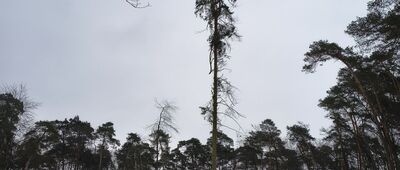 Prawiedniki-Kolonia ↔ Prawiedniki, ul. Osmolicka