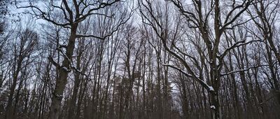 Zemborzyce Podleśne ↔ Lublin Zachodni, dworzec kolejowy [Pomnikowe dęby]