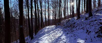 Rozejście szlaków ↔ Żarnówka Mała, rozejście szlaków