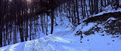 Flisz karpacki nad Wołkiem