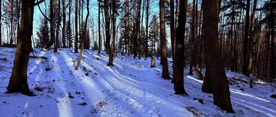 Rozejście szlaków ↔ Bujakowski Groń