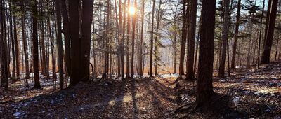 Bujakowski Groń ↔ Żarnówka Mała, rozejście szlaków