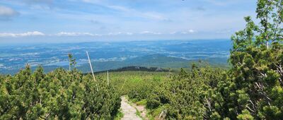 Pielgrzymy ↔ Słonecznik