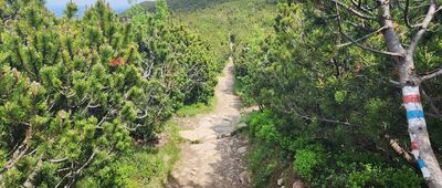 Droga Jubileuszowa ↔ Jelenka