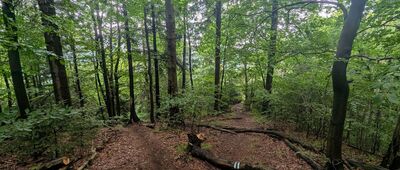 Garbatka ↔ Rozejście szlaków pod Miłoszem