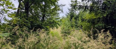 Garbatka ↔ Rozejście szlaków pod Miłoszem