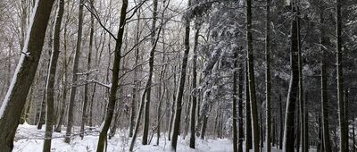 Wesołówka ↔ Gołoszyce