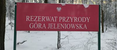 Paprocice ↔ Jeleniowska Droga [Rezerwat Przyrody Góra Jeleniowska]