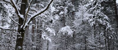 Rozejście szlaków czerwony / zielony ↔ Bliżyn, tory kolejowe