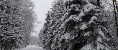 Rezerwat Świnia Góra