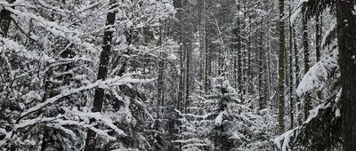 Rezerwat Świnia Góra ↔ Rezerwat Dalejów, odejście Piekielnego Szlaku