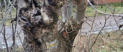 Łaziska ↔ Mistów