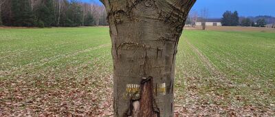 Ludwinów ↔ Sokóle