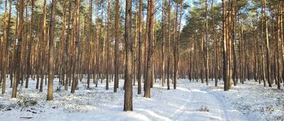 Rządza, Papiernia ↔ Kąty-Borucza