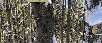 Kraczonik [Kraczonik]