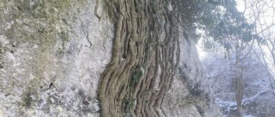 Rezerwat Zimny Dół, jaskinia ↔ Rezerwat Zimny Dół