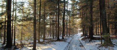 Palcza ↔ Zachełmna, Nagiełówka