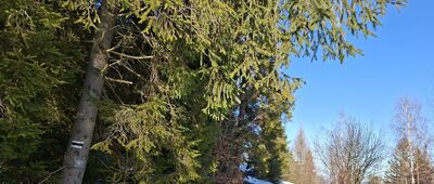 Czarny Groń, mostek ↔ Pod Potrójną