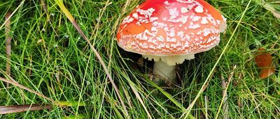 Czubakowska ↔ Pod Bukową