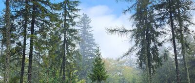 Czubakowska ↔ Przysłop