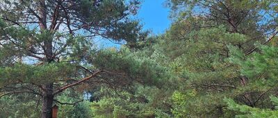 Dolina Czarnego Potoku ↔ Przełęcz Krzyżowa