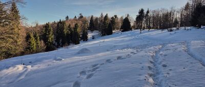 Jaworzynka ↔ Dzwonkówka [Pod Dzwonkówką]