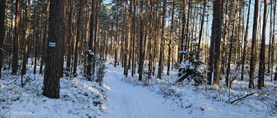 Czersk Świecki, dworzec kolejowy ↔ Rybno