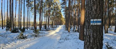 Rybno ↔ Rozejście szlaków