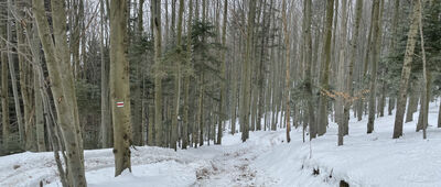 Schronisko Cyrla ↔ Zadnie Góry