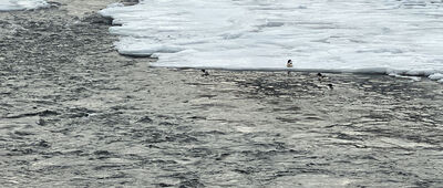 Rytro, Zazamcze ↔ Życzanów