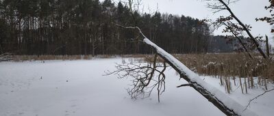 Dąbrowa-Las ↔ Prawiedniki, ul. Osmolicka