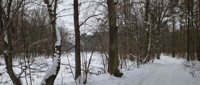 Dąbrowa-Las ↔ Prawiedniki, ul. Osmolicka