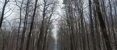 Dzięgielów, ul. Zamkowa ↔ Rozejście szlaków