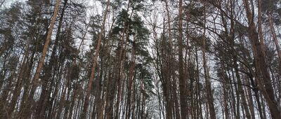 Las Zabierzowski, łącznikowy szlak czarny ↔ Radar "Zapałka"