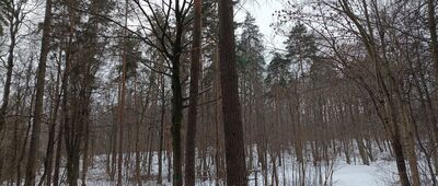 Las Zabierzowski, łącznikowy szlak czarny