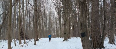 Las Zabierzowski, łącznikowy szlak czarny