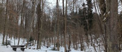 Źródło w Dolinie Grzybowskiej