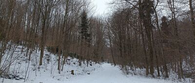 Źródło w Dolinie Grzybowskiej