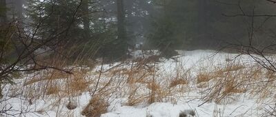 Sokołowsko, skrzyżowanie szlaków ↔ Rozdroże pod Waligórą