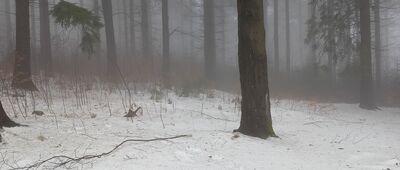 Przełęcz pod Szpiczakiem