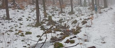 Łomnica, Trzy Strugi ↔ Rozejście szlaków