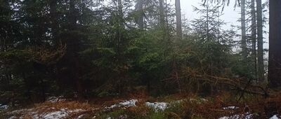 Gomólnik Mały ↔ Przełęcz pod Gromólnikiem