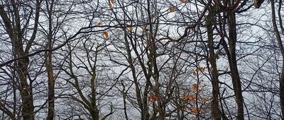 Przełęcz pod Jeleńcem ↔ Skalna Brama