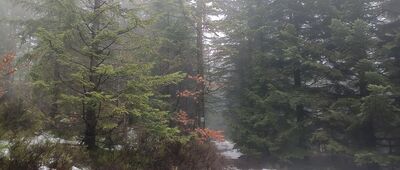 Gibasów Wierch ↔ Rozstaje pod Mladą Horą