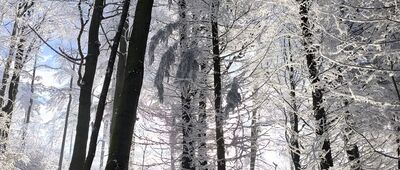 Jelenia Polana ↔ Mała Sowa