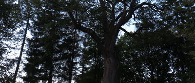 Laska ↔ Drzewicz [Dąb Łokietka]