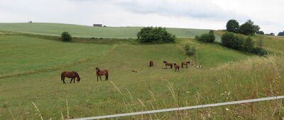 Szymbark ↔ Krzeszna [Łąka przed Szymbarkiem]