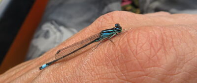 Krutyń, siedziba Mazurskiego Parku Krajobrazowego ↔ Jezioro Krutyńskie, parking [Łątka dzieweczka - ważka na Krutyni]