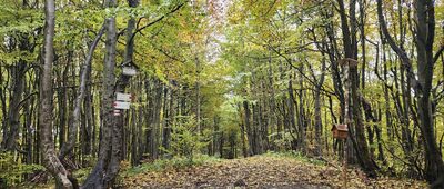 Lackowa [Lackowa 997m n.p.m]