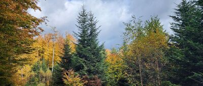 Lackowa ↔ Pod Ostrym Wierchem